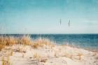 Beach & Gulls