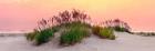 Sea Oats Sun