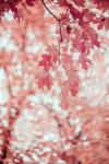 Pink and Coral Maple Leaves
