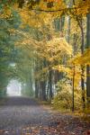 Tunnel Through Misty Forest