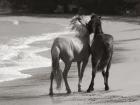 Young Mustangs on Beach