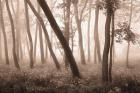 Reticent Woods