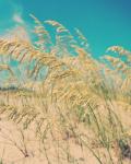 Sea Oats