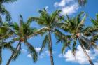 Palawan Palm Trees I