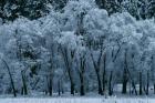 Black Oaks, Yosemite