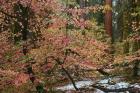 Dogwoods & Sequoia