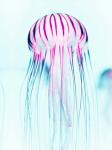 Jelly Fish