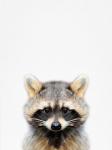 Raccoon