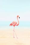 Flamingo on the Beach II