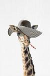 Giraffe Dressed in a Hat