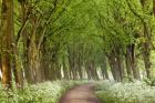 Cow Parsley Curve