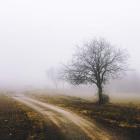Lonely Tree In The Mist