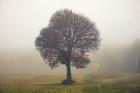 Tree In The Mist