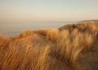 Dunes with Seagulls 7