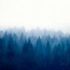 Heart and Soul - Foggy Forest
