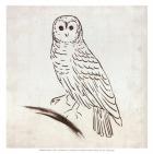 Owl I