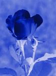 Cobalt Rosebud