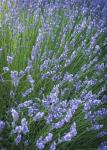 Purple Wildflowers