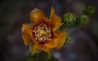 Close Up of Orange Flower