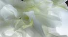 Close Up of White Flower