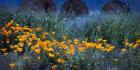 Field of Orange Flowers