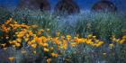 Field of Orange Flowers