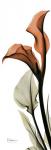 Terracotta Calla Lily