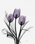 Three Purple Tulips