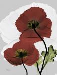 Iceland Poppy