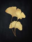 Midas Ginkgo 2