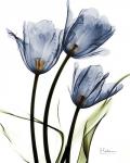 Indigo Infused Tulips