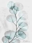 Eucalyptus Glow 3