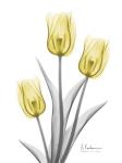 Illuminating Tulip Trio 2