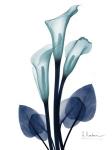 Midnight Calla Lily 1