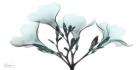 Oleander Mist 1