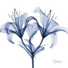 Indigo Lily