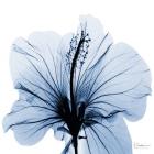 Indigo Hibiscus