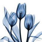 Indigo Tulips