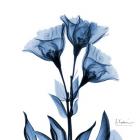 Indigo Gentian