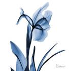 Indigo Iris