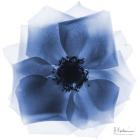 Indigo Rose Petals 2