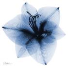 Indigo Amaryllis 1