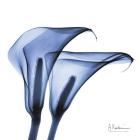 Indigo Infused Calla Lilies