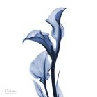 Indigo Covered Calla Lily