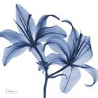 Indigo Infused Lily