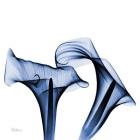 Twin Indigo Calla Lilies