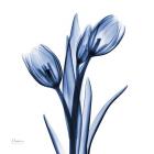 Indigo Loved Tulips