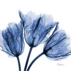 Indigo Stunning Tulips