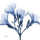 Indigo Oleander