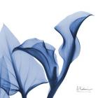 Indigo Calla Love